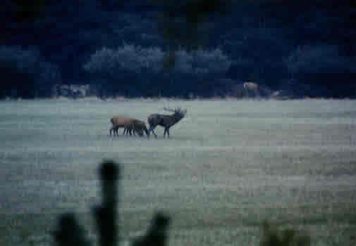 Cerf au brame