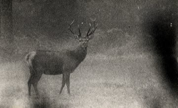 cerf 10 cors