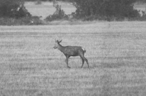 Cerf daguet