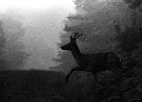 cerf seconde tete