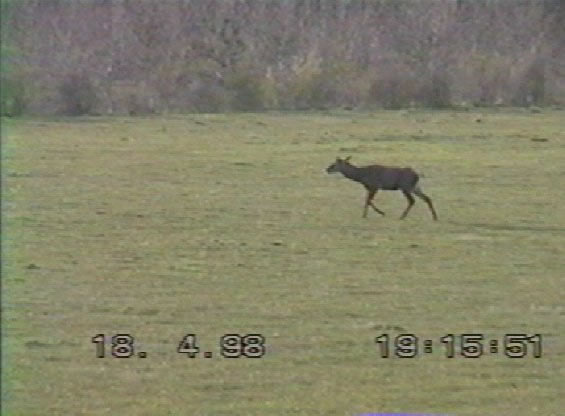 cerf mulet