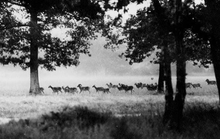 mouflons