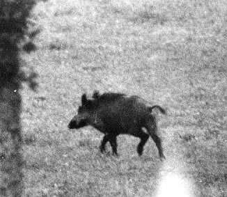 Sanglier