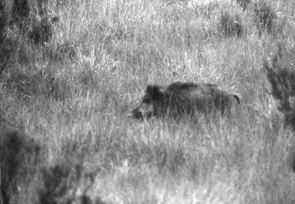Sanglier