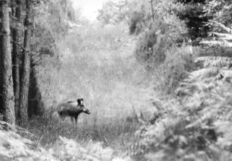 Sanglier