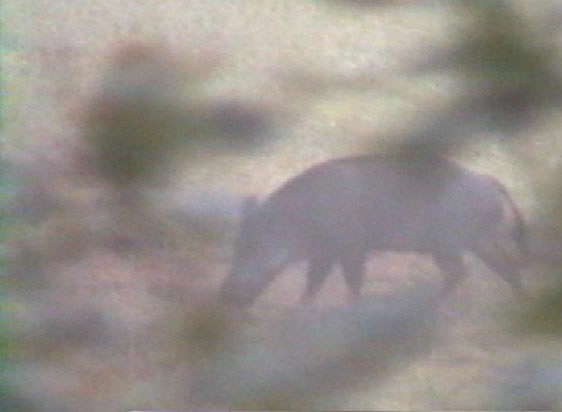 Sanglier