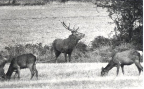 cerf 10 cors