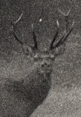 cerf dix cors