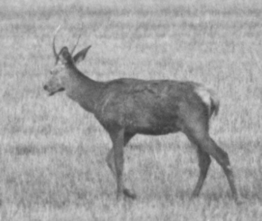 Cerf daguet