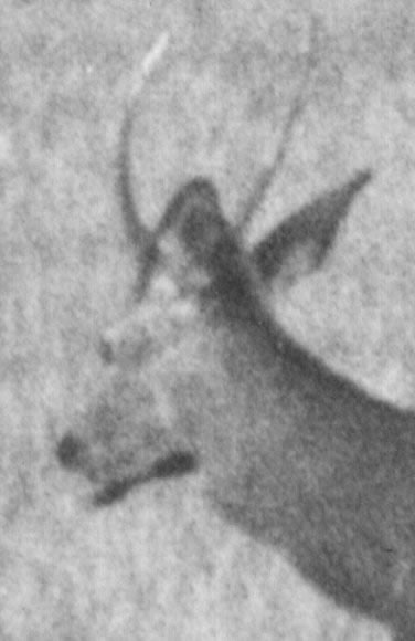 Cerf daguet