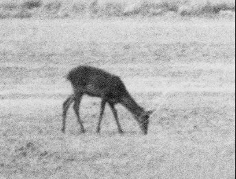 Biche