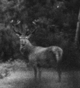 Cerf 10 cors