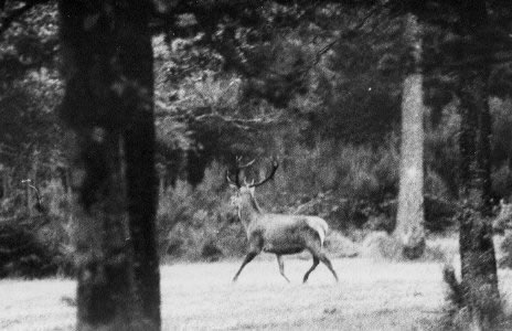 Cerf 10 cors