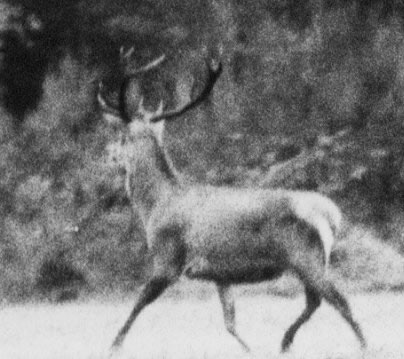 Cerf 10 cors