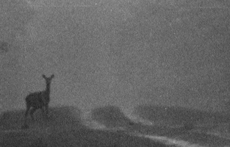 Biche