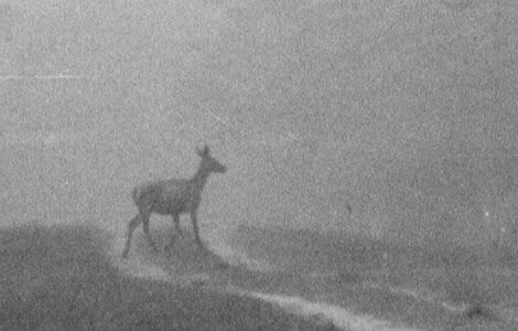 Biche