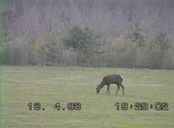 cerf mulet