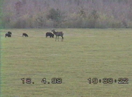 cerf mulet et compagnie de sangliers