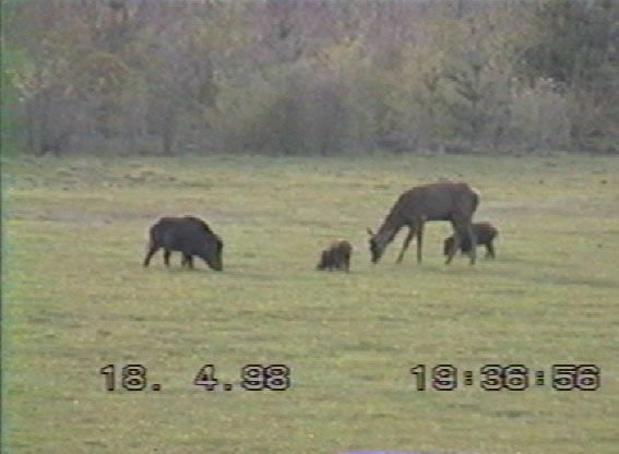 cerf mulet & compagnie de sangliers