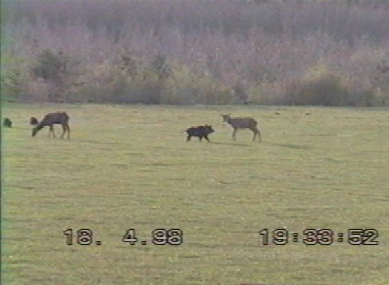 cerf mulet & compagnie de sangliers