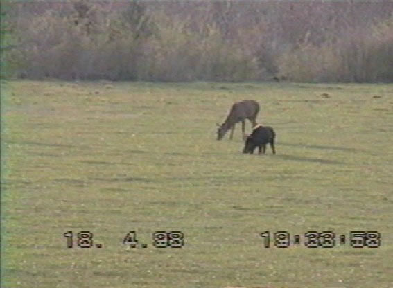 cerf mulet & sanglier