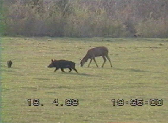 cerf mulet & sanglier
