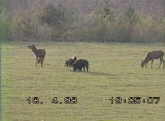 cerfs mulets & sangliers