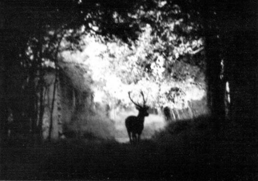 cerf