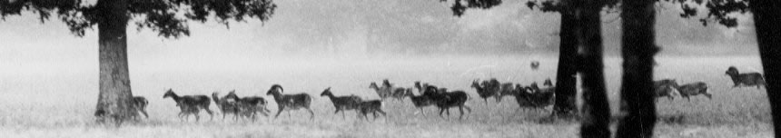 mouflons