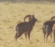 mouflon