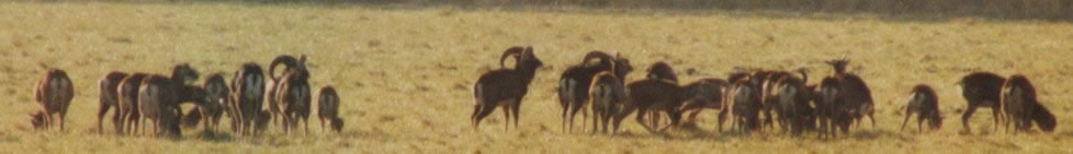 mouflon
