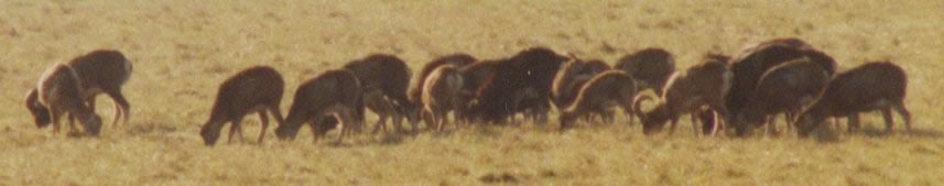 mouflon