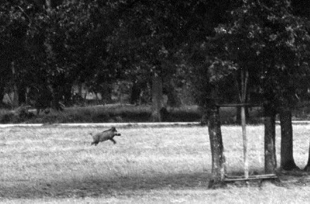 Sanglier fuyant
