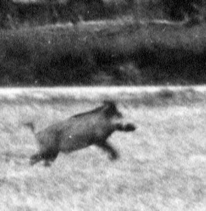 Sanglier fuyant
