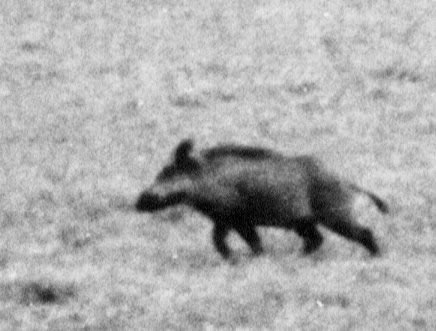 Sanglier