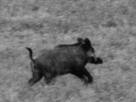 Sanglier fuyant