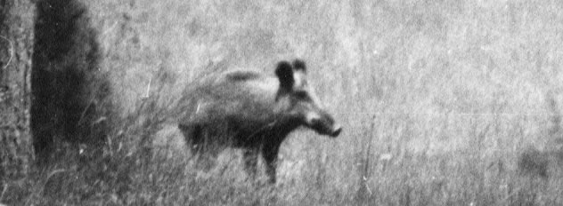 Sanglier