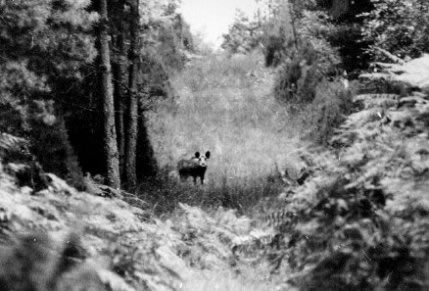 Sanglier