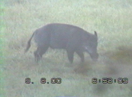 Sanglier