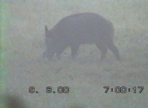 Sanglier