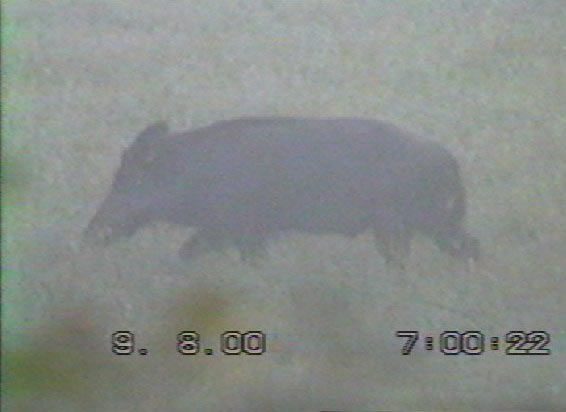 Sanglier