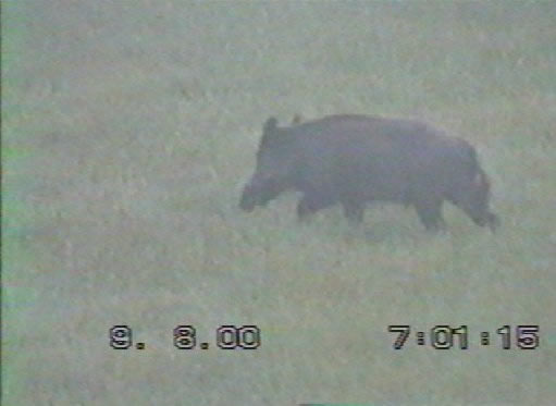 Sanglier