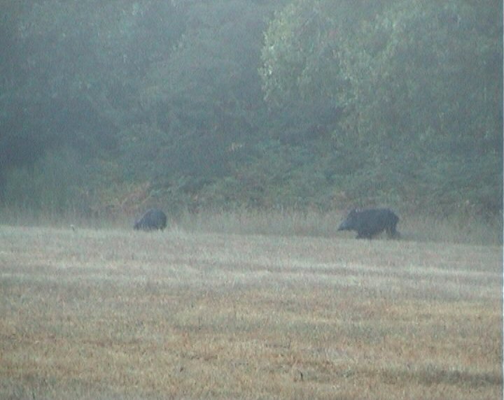 Sangliers