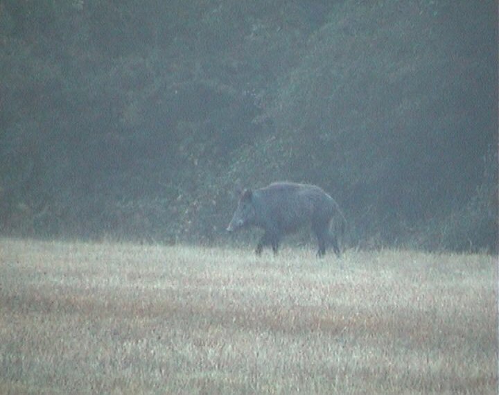 Sanglier