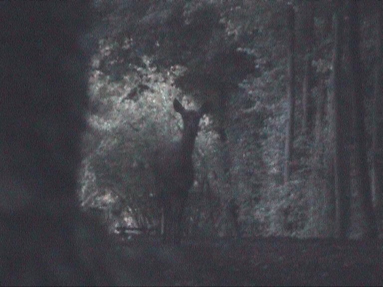 biche chantilly