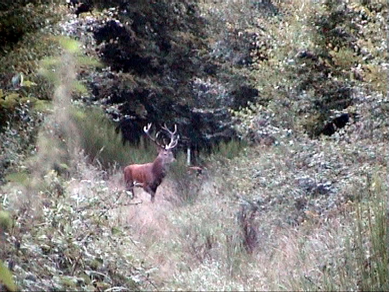 cerf