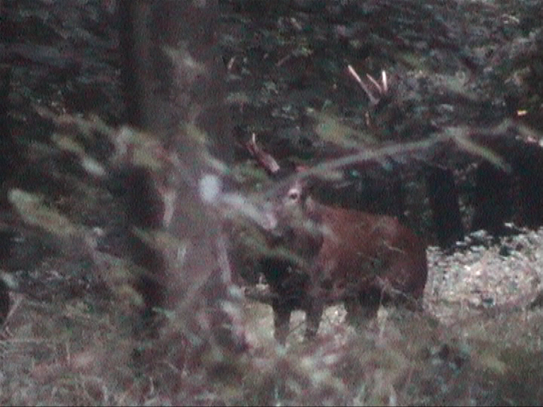 cerf