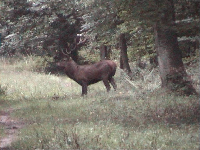 cerf