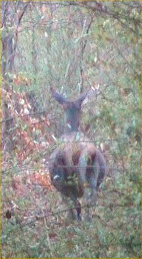 Biche