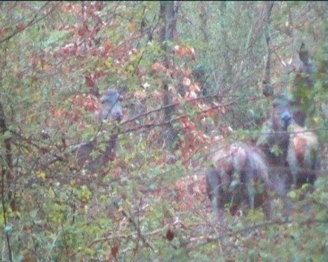 Biche
